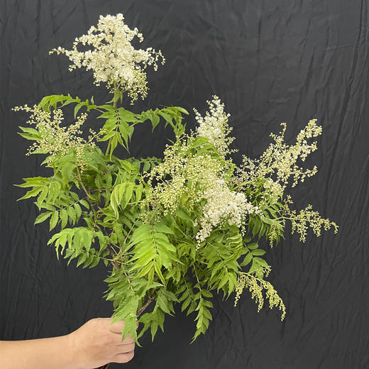 珍珠梅小众花材一扎3支 商品图10