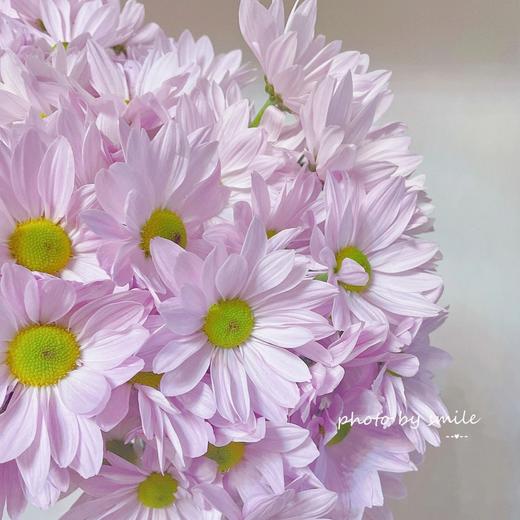 【AB级粉色三文鱼小雏菊】5支/份（满39元包邮） 商品图10