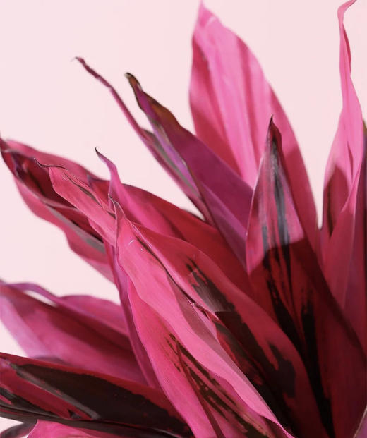 红铁【朱蕉叶】约9-10支/扎  约60公分 商品图1