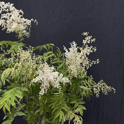 珍珠梅小众花材一扎3支 商品图8