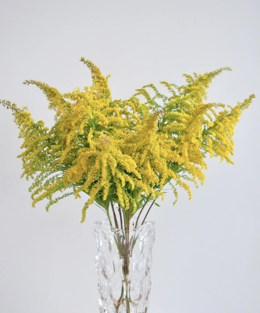 黄莺 约4-5支/小扎