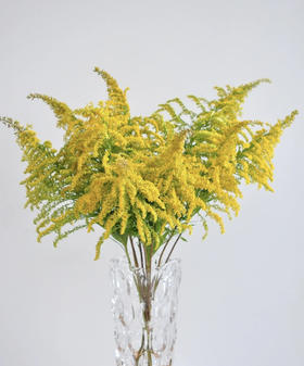 黄莺 约4-5支/小扎