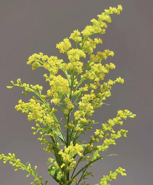 黄莺 约4-5支/小扎 商品图3