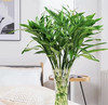 富贵竹（不带根）10支/扎 商品缩略图2