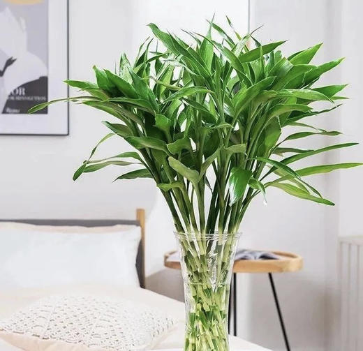 富贵竹（不带根）10支/扎 商品图2