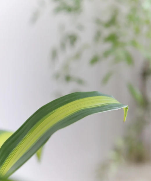 巴西叶  10片/扎 商品图4