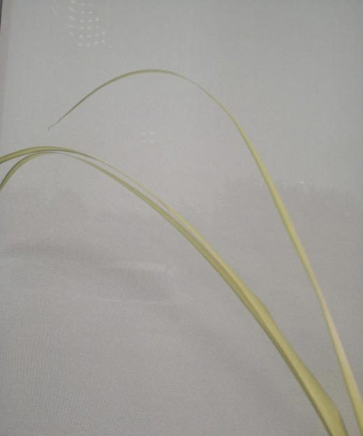 黄剑叶 约8-10片/扎 商品图4