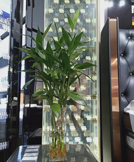 富贵竹（不带根）10支/扎 商品图1