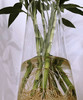富贵竹（不带根）10支/扎 商品缩略图5