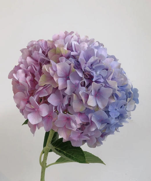 【国产绣球】海紫色  单枝 商品图1