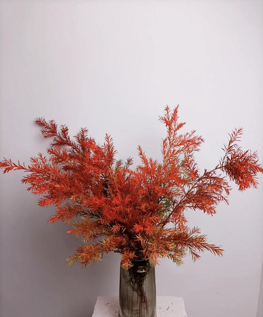 【千层金】  红色  若干枝/扎 商品图0