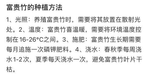 富贵竹（不带根）10支/扎 商品图10