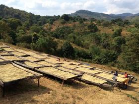 非洲咖啡产区——坦桑尼亚