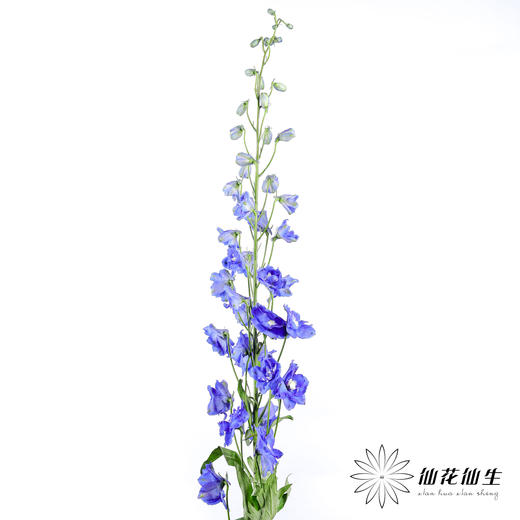 肯尼亚大飞燕 | 海军蓝 DELPHINIUM NAVY BLUE 商品图5