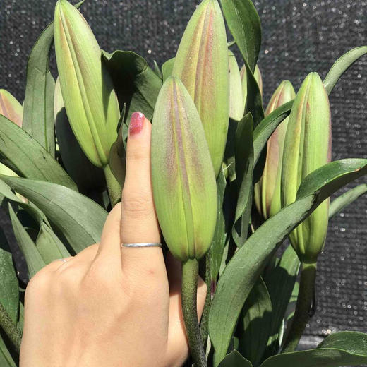 百合.普拉芬多 商品图2