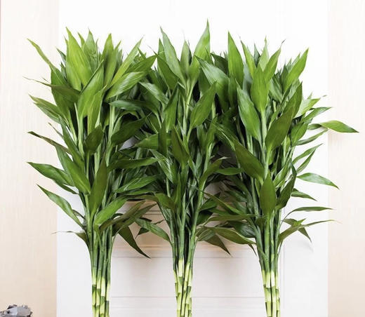 富贵竹（不带根）10支/扎 商品图4