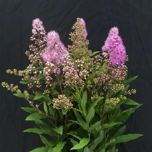 同城甄选粉色珍珠梅鲜切花一扎 商品图1