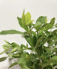 栀子叶  约9-10支/扎 商品缩略图0