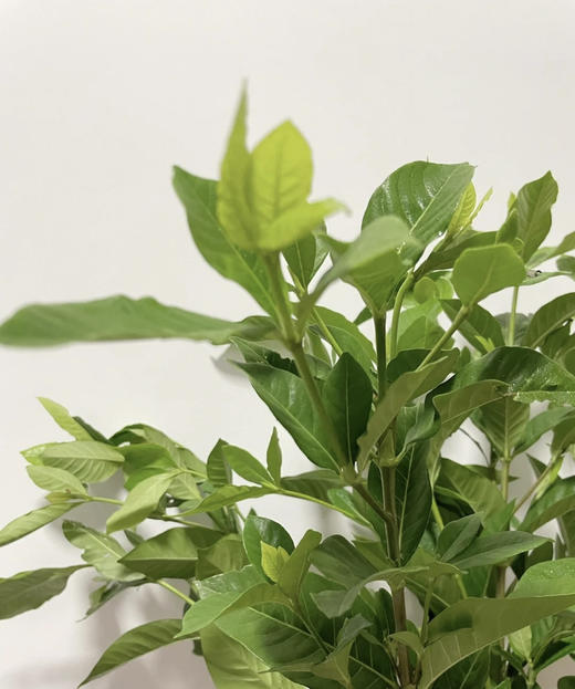 栀子叶  约9-10支/扎 商品图0