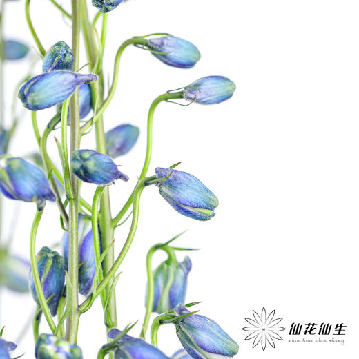 肯尼亚大飞燕 | 海军蓝 DELPHINIUM NAVY BLUE 商品图6