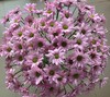 【AB级粉色三文鱼小雏菊】5支/份（满39元包邮） 商品缩略图9