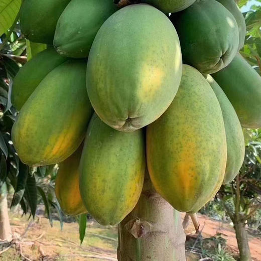 海南【冰糖红心木瓜】清甜多汁 香甜软糯 肉质鲜嫩 现摘现发！ 商品图5