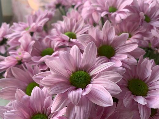 【AB级粉色三文鱼小雏菊】5支/份（满39元包邮） 商品图12