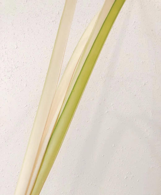 黄剑叶 约8-10片/扎 商品图3