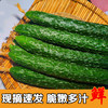 优选青瓜约500g 商品缩略图3