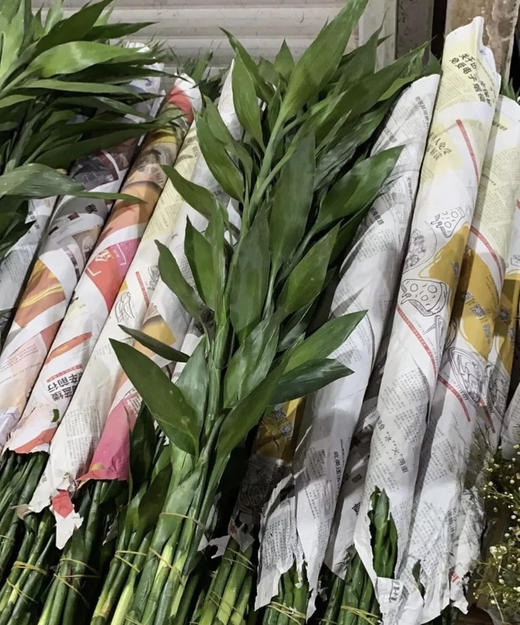 富贵竹（不带根）10支/扎 商品图7