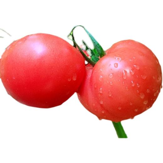 优选西红柿约500g 商品图1