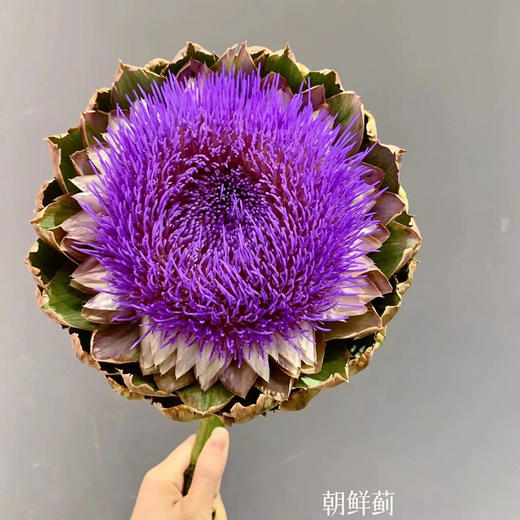 同城甄选朝鲜蓟鲜切花材一支 商品图3