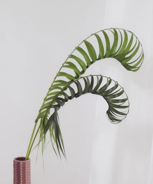 散尾  10支/扎 商品图3