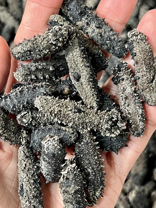 真正无添加 深海纯野生海参 纯淡干 泡发后会惊掉下巴 海参的水再深 有百里把控 把心放肚子里  |百里食 商品图7