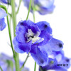 肯尼亚大飞燕 | 海军蓝 DELPHINIUM NAVY BLUE 商品缩略图0