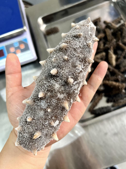 真正无添加 深海纯野生海参 纯淡干 泡发后会惊掉下巴 海参的水再深 有百里把控 把心放肚子里  |百里食 商品图8