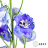 肯尼亚大飞燕 | 海军蓝 DELPHINIUM NAVY BLUE 商品缩略图1