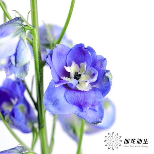 肯尼亚大飞燕 | 海军蓝 DELPHINIUM NAVY BLUE 商品图1