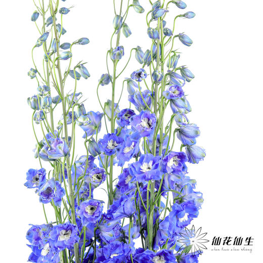 肯尼亚大飞燕 | 海军蓝 DELPHINIUM NAVY BLUE 商品图3