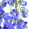 肯尼亚大飞燕 | 海军蓝 DELPHINIUM NAVY BLUE 商品缩略图2