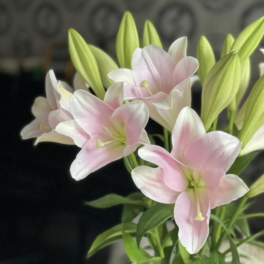 【AB级粉铁炮百合】多头3支10-12朵/份 商品图7