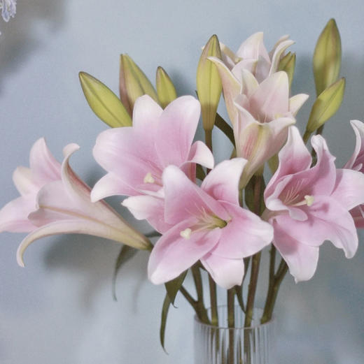 【AB级粉铁炮百合】多头3支10-12朵/份 商品图10