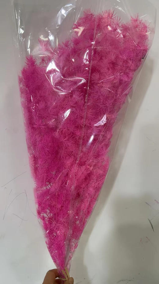 永生~蓬莱松 商品图7