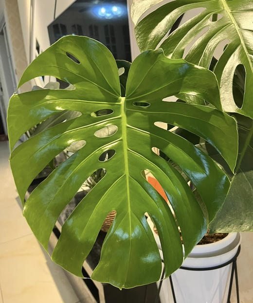 龟背  约10支/扎 商品图2