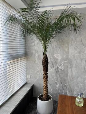 白水泥盆—美丽针葵