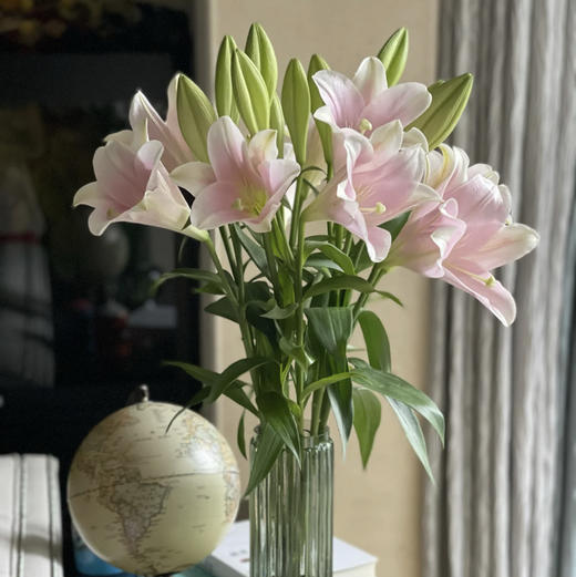 【AB级粉铁炮百合】多头3支10-12朵/份 商品图4