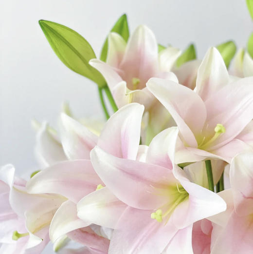 【AB级粉铁炮百合】多头3支10-12朵/份 商品图6
