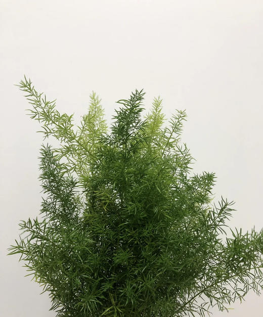 天门冬  约10支/扎 商品图2