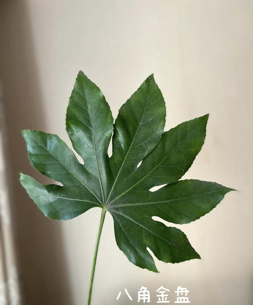 八角叶（八角金盘）约10片/扎 商品图0