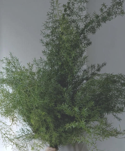 天门冬  约10支/扎 商品图1